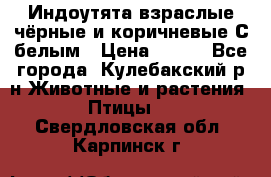 Индоутята взраслые чёрные и коричневые С белым › Цена ­ 450 - Все города, Кулебакский р-н Животные и растения » Птицы   . Свердловская обл.,Карпинск г.